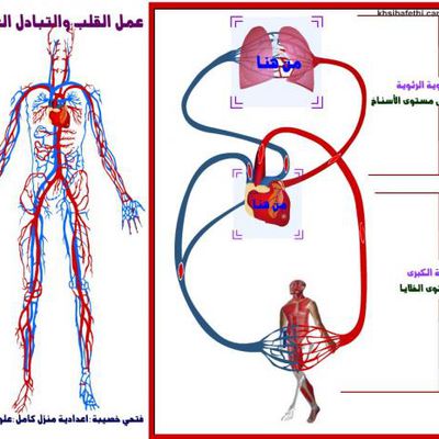 التبادل الغازي على مستوى القلب والرئتين