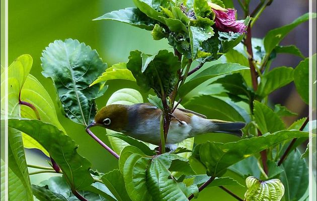 Zostérops à dos gris, Silvereye (Zosterops lateralis) - Huahine - Polynésie française