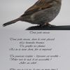 Joli cadre à oiseaux