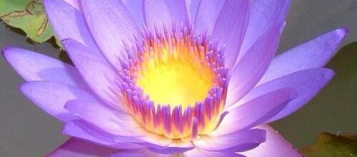 Le danger de la pensée unique