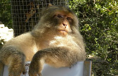 La forêt des singes à Rocamadour : n'oubliez pas le guide !
