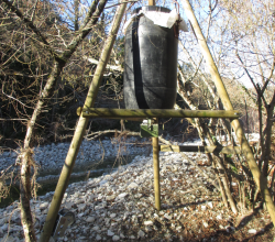 Des sangliers nourris par des chasseurs...