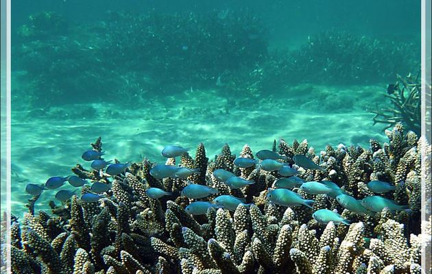 Snorkeling à Grande Mitsio : Demoiselles à l'abri d'un vinaigrier... - Madagascar