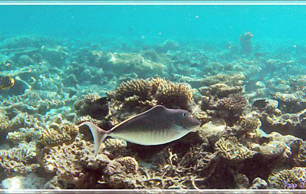 Nason bossu ou Licorne à dos courbé, Humpback unicornfish (Naso brachycentron) femelle - Snorkeling à Thudufushi - Atoll d'Ari - Maldives