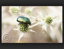 Cetonia aurata (cétoine dorée ou scarabée doré)