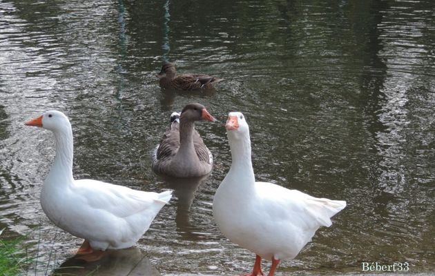 des oies et canards 