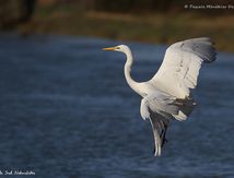 Grande Aigrette