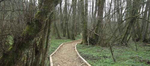 Les tourbières d'Herretang.