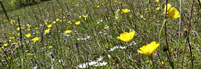 Ranunculus gramineus  -  renoncule à feuilles de graminée
