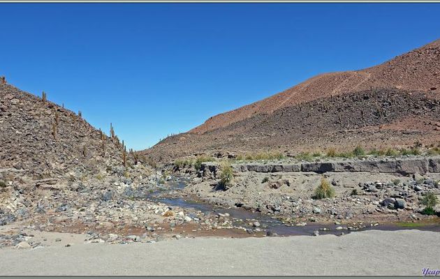 18/03/2022 : cañon de Guatin (Rio Puritama) et ses cactus géants, les Cardón (Echinopsis atacamensis) - Désert d'Atacama - Chili