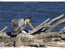 Pélican à dos rosé (Pelecanus rufescens)