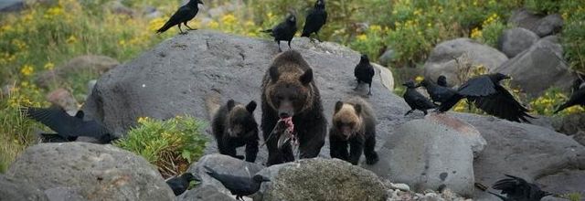 Le Grand Nord du Japon : Les contrées sauvages d'Hokkaido