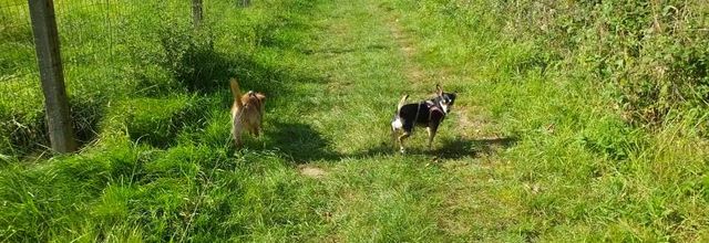Au parc avec Woopy et Chanel
