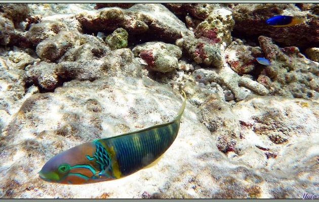 Girelle-paon à épaules jaunes ou Kakatoi lézard (Thalassoma hebraicum) - Bird Island - Seychelles