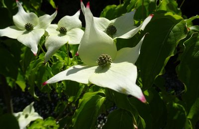 Dans le jardin, pavots, roses, cornouillier du Japon