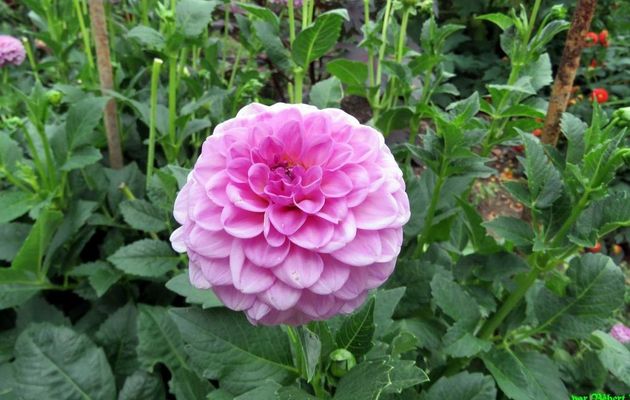 des fleurs de dahlias -1