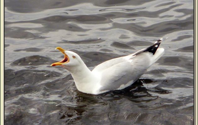 Le cri du goéland : "Marre des cygnes, on existe nous aussi !" - Phare des Baleines - Ile de Ré - 17