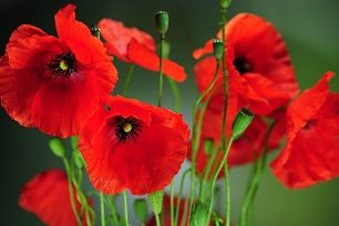 Les coquelicots ... 