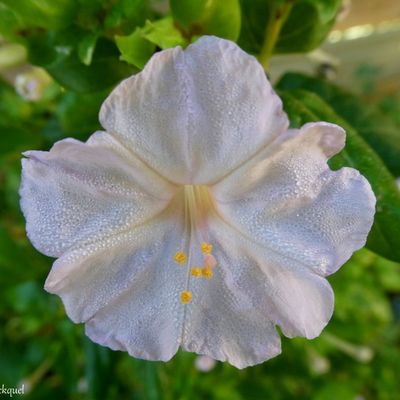 Des fleurs, encore des fleurs de mon village, le 1er octobre...