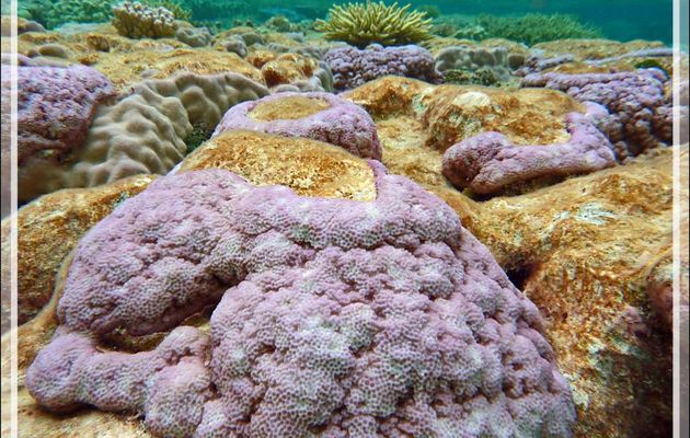 Sublimes coraux de couleur parme - Atoll de Fakarava - Tuamotu - Polynésie française