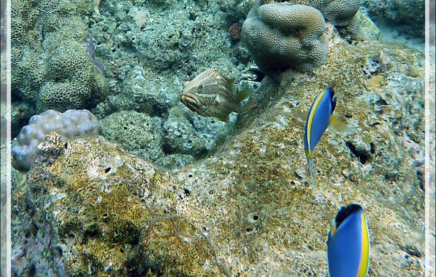 Snorkeling : Mérou élégant, Loche à lignes blanches, Mérou tacheté de rouge, Slender grouper, Whitelined rockcod (Anyperodon leucogrammicus) - Moofushi - Atoll d'Ari - Maldives