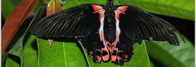 Mormon Ecarlate (1) - Papilio rumanzovia