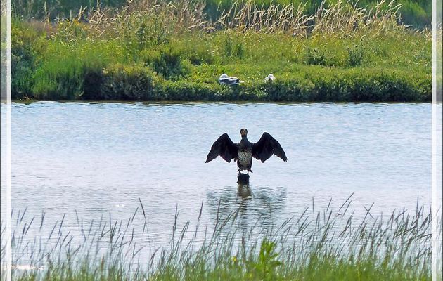 Le "sèche-ailes" du Grand cormoran - Ars-en-Ré - Ile de Ré - 17