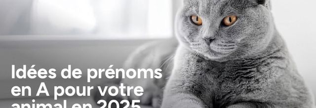 Idées de prénoms en A en 2025 pour chats