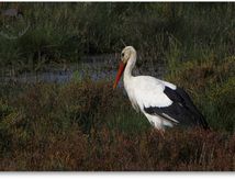 Cigogne blanche - Ciconia ciconia (Etang du Méjean - Lattes - Hérault)