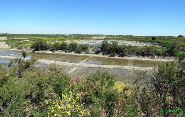 Ballade en vélo dans l'ile de Ré -4