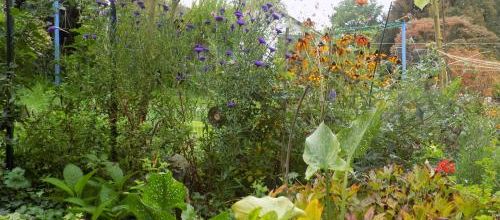 Mon jardin en automne