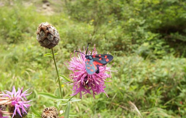 un papillon : zygène ... ou goutte de sang
