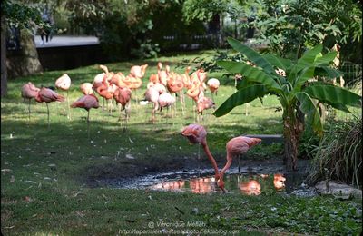 La Ménagerie, Zoo du Jardin des Plantes : Flamant rouge
