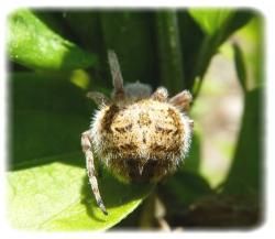 Agalenatea redii