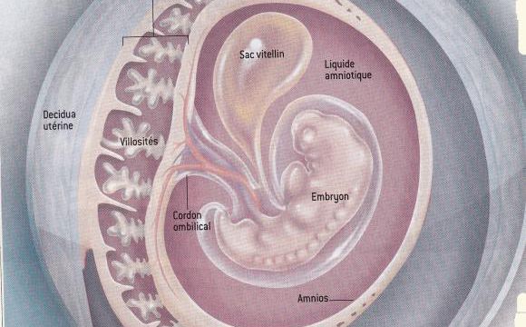 Pourquoi la femme enceinte ne rejette t'elle pas l'embryon, puis le fœtus?