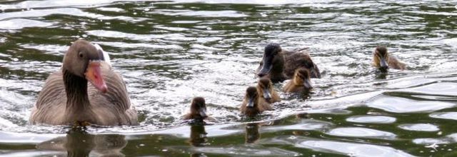 Avis de naissance au Parc St-Pierre