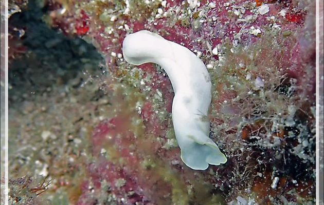 10/11/2019 : dernière plongée ! Nudibranche Chélidonure brillante, Limace balai brillante, Brillant headshield slug (Chelidonura electra) - Beangovo - Tsarabanjina - Mitsio - Madagascar