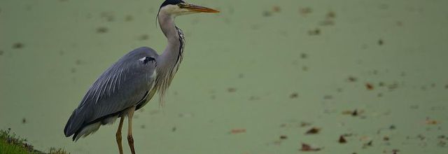 Rambouillet : "Mauvaise pêche" ou le "Héron dépité" (humour)