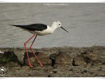 Échasse blanche - Himantopus himantopus - Black-winged Stilt