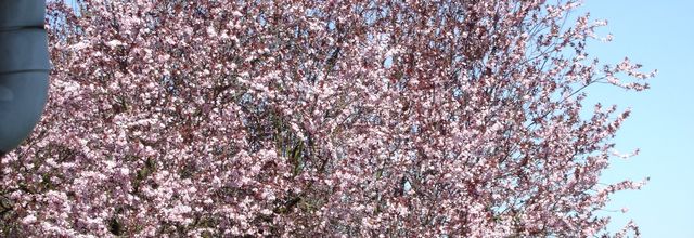 Un bel arbre en fleurs
