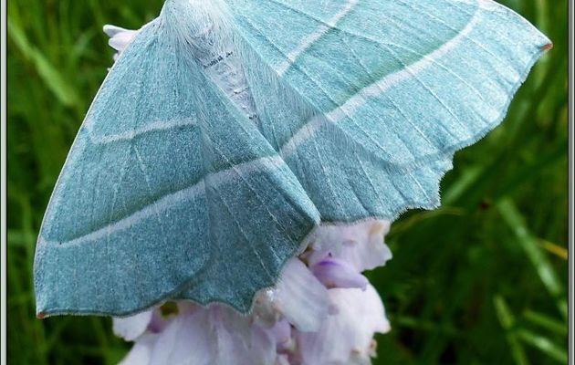 Papillon de nuit Phalène perlée (Campaea margaritata) - Lartigau - Milhas - 31