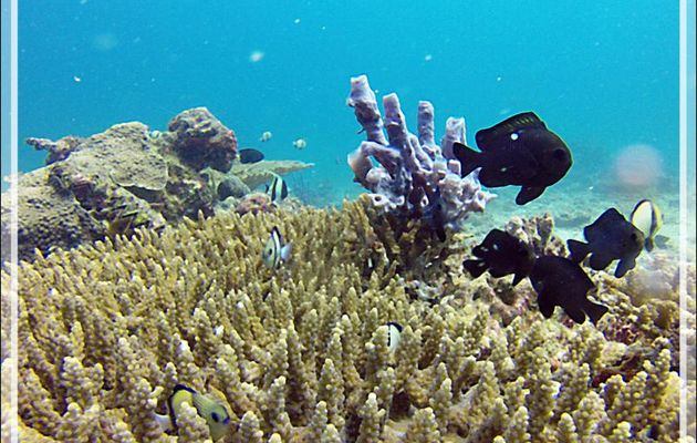 Les Demoiselles obscures (Dascyllus carneus) partagent leur corail avec les Demoiselles domino (Dascyllus trimaculatus) - Nosy Mitsio - Madagascar