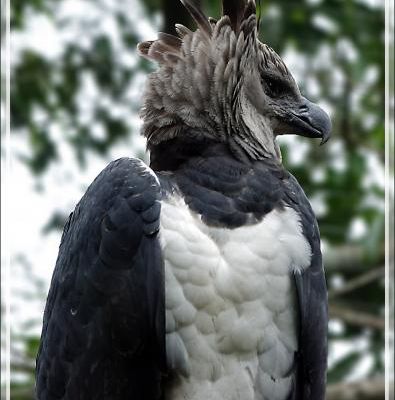 Aigle Harpie féroce, Harpy Eagle (Harpia harpyja), Madame et Monsieur ... - Parque das Aves - Foz do Iguaçu - Brésil
