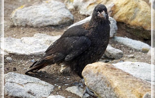 Caracara austral, Striated Caracara (Phalcoboenus australis) - Coffin's Harbour - New Island - Falkland (Malouines, Malvinas) - Grande-Bretagne