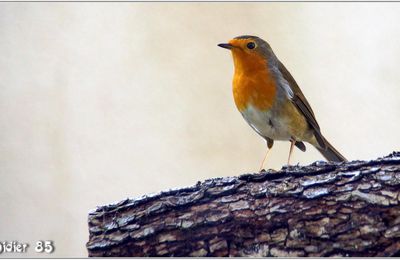 Rouge-Gorge (2) - Erithacus rubecula