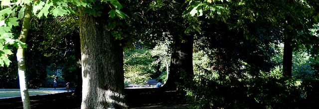 Metz / Suite d'une promenade d'été sous les arbres / 1...