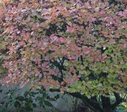 J'ai trois viburnum dans mon jardin