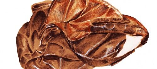 Ceci n'est pas une crotte.