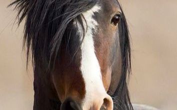 Citations sur les Chevaux 