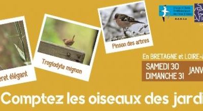 En janvier, c'est le temps de compter les oiseaux !